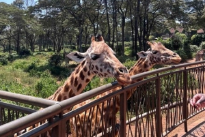 Nairobi: Nairobi National park,Baby elephant &Giraffe center