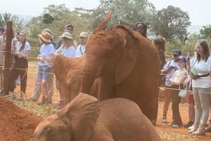 Nairobi: Nairobi National park,Baby elephant &Giraffe center