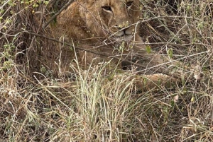 Nairobi: Nairobi National park,Baby elephant &Giraffe center