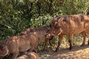 Nairobi: Nairobi National park,Baby elephant &Giraffe center