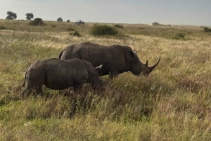 Nairobi: Nairobi National park,Baby elephant &Giraffe center