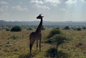 Nairobi: Nairobi National park,Baby elephant &Giraffe center
