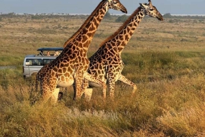 Nairobi: Nairobi National park,Baby elephant &Giraffe center