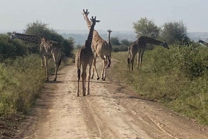 Nairobi: Nairobi National park,Baby elephant &Giraffe center