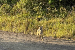 Nairobi: Nairobi National park,Baby elephant &Giraffe center