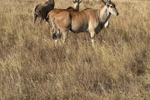 Nairobi: Nairobi National park,Baby elephant &Giraffe center