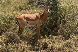 Nairobi: Nairobi National park,Baby elephant &Giraffe center