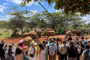 Nairobi;Nairobi National Park, Baby Elephant& Giraffe Center