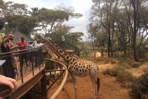 Nairobi;Nairobi National Park, Baby Elephant& Giraffe Center