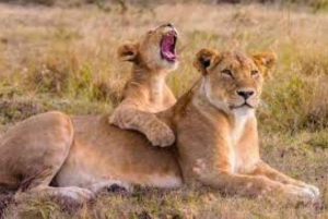 Nairobi;Nairobi National Park, Baby Elephant& Giraffe Center