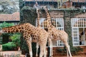 Nairobi;Nairobi National Park, Baby Elephant& Giraffe Center