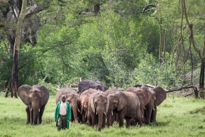 Nairobi;Nairobi National Park, Baby Elephant& Giraffe Center