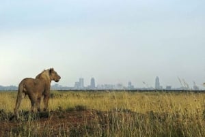 Nairobi;Nairobi National Park, Baby Elephant& Giraffe Center