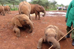 Nairobi;Nairobi National Park, Baby Elephant& Giraffe Center
