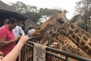 ナイロビ;ナイロビ国立公園、赤ちゃんゾウとキリン センター