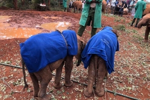 ナイロビ;ナイロビ国立公園、赤ちゃんゾウとキリン センター