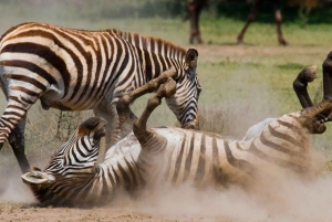 ナイロビ;ナイロビ国立公園、赤ちゃんゾウとキリン センター