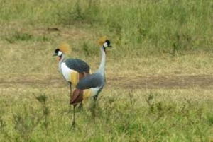 ナイロビ;ナイロビ国立公園、赤ちゃんゾウとキリン センター