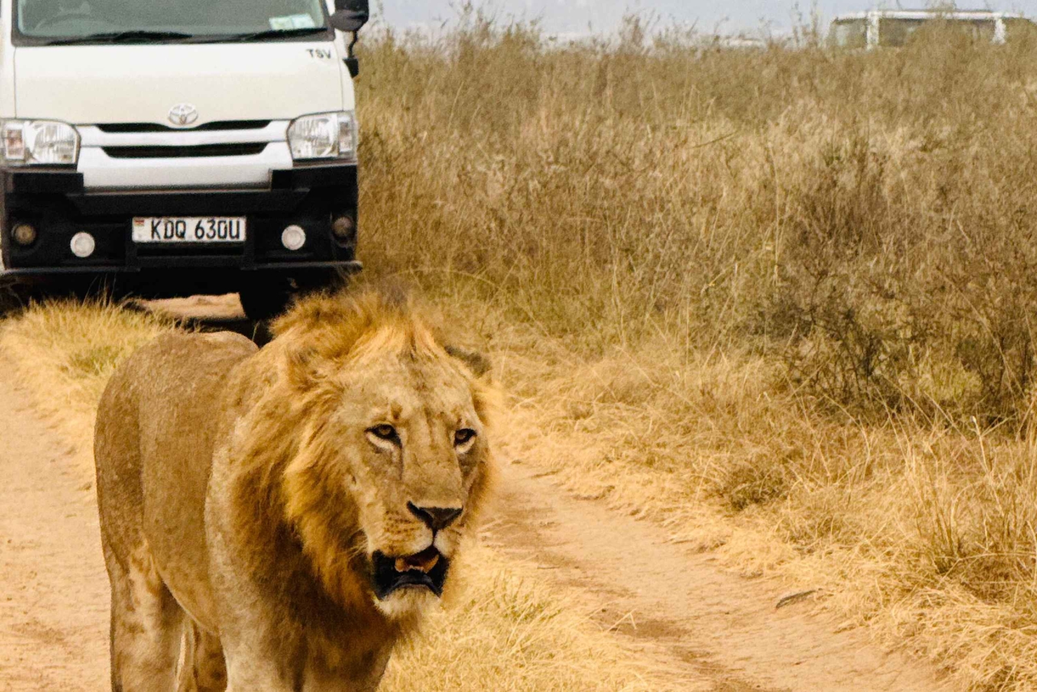 Nairobi: safaris diarios en el Parque Nacional de Nairobi