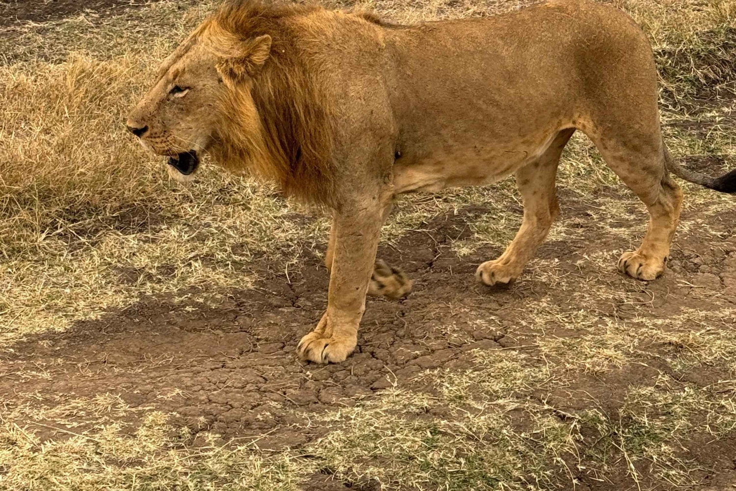 Nairobi: safaris diarios en el Parque Nacional de Nairobi