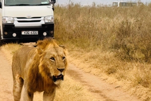 Nairobi: safaris diarios en el Parque Nacional de Nairobi