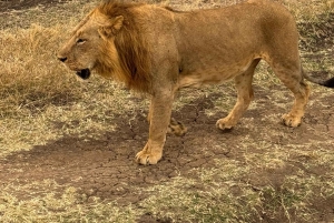 Nairobi: safaris diarios en el Parque Nacional de Nairobi