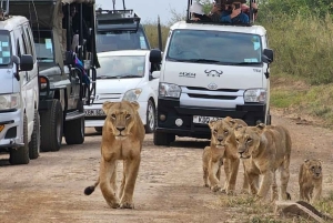 Nairobi: safaris diarios en el Parque Nacional de Nairobi