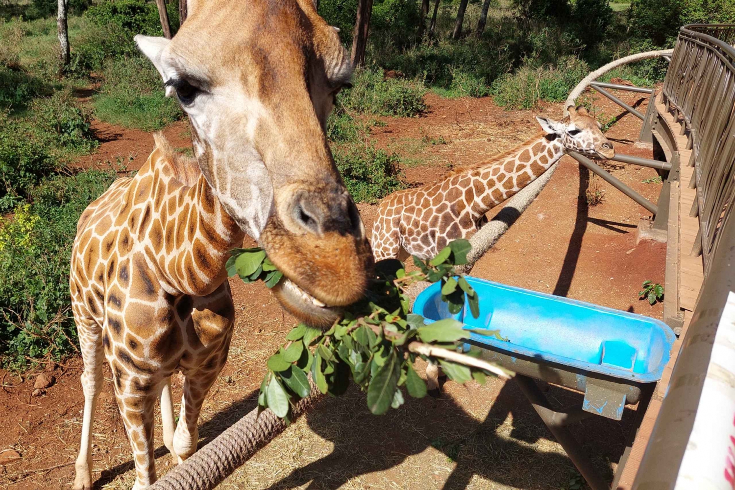 Nairobi: Nairobi National Park Game Drive & Giraffe Centre