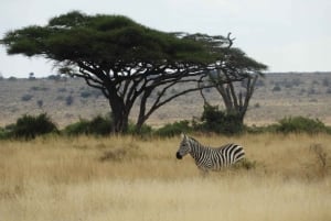 Nairobi: Nairobi National Park Game Drive & Giraffe Centre