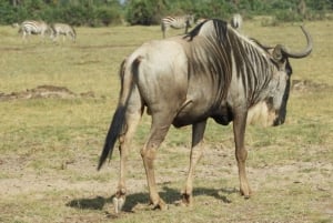 Nairobi: safari en el parque nacional de Nairobi y centro de jirafas