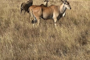 Nairobi: Nairobi National Park Daily Game Drives