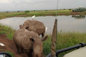 Nairobi: Nairobi National Park Half-Day Game Drive