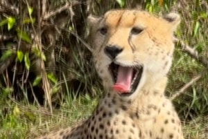 Nairobi: Nairobi National Park Half-Day Game Drive