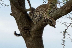 Nairobi: Nairobi National Park Half-Day Game Drive