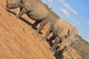 Nairobi: Nairobi National Park Half-Day Game Drive