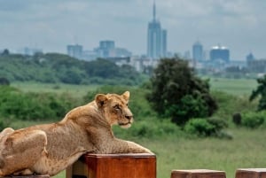 Nairobi: Nairobi National Park Half-Day Game Drive