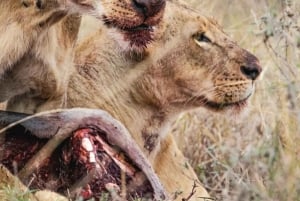 Nairobi: Nairobi National Park Half-Day Game Drive