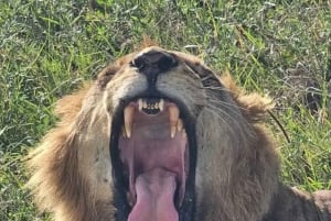 Nairobi: Nairobi National Park Half-Day Game Drive