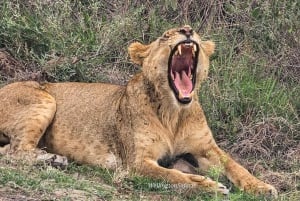 Nairobi: Nairobi National Park Half-Day Game Drive