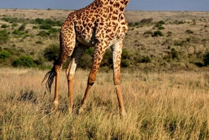 Nairobi: Nairobi National Park Half-Day Game Drive