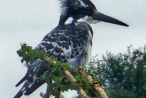 Nairobi: Nairobi National Park Half-Day Game Drive