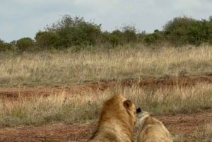 Nairobi: Nairobi National Park Half-Day Game Drive