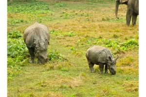 Nairobi: Nairobi National Park Daily Game Drives