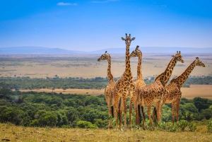 Nairobi: Nairobi National Park Daily Game Drives