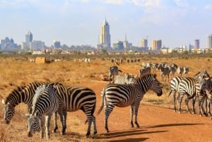 Nairobi: Nairobi National Park Daily Game Drives
