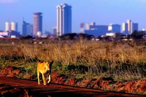 Nairobi: Nairobi National Park Daily Game Drives