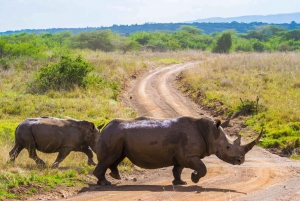 Nairobi: Nairobi National Park Daily Game Drives