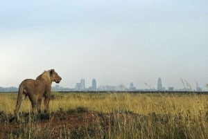 Nairobi: Nairobi National Park Daily Game Drives