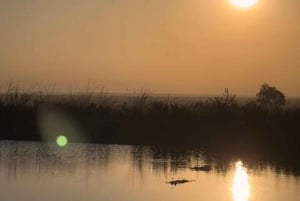 Nairobi: Nairobi National Park Daily Game Drives