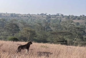 Nairobi: Nairobi National Park Daily Game Drives